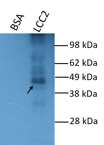 Western blot